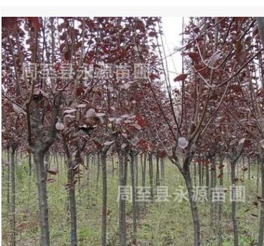 陜西周至大量供應1-20公分紅葉李 紫葉李園林綠化苗木批發(fā)