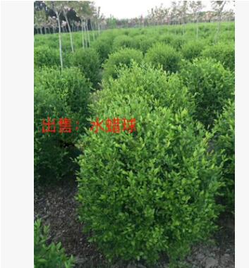 產地直銷 綠化苗木小葉女貞球 水蠟球80-1米 耐寒灌木綠植批發
