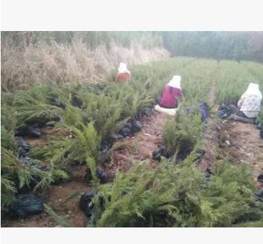 營養缽地被綠化苗木 工程用苗 鋪地柏苗 沙地柏苗木園林綠化