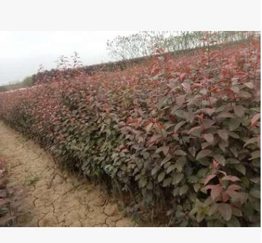 陜西苗木紅葉李營養(yǎng)缽 景觀綠化紅葉李 現(xiàn)挖現(xiàn)賣紅葉李樹批發(fā)