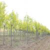 大量供應，金葉榆，黃金榆樹，金錢榆樹抗旱，耐鹽堿