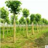 基地批發法桐苗工程綠化法桐小苗園林綠化法桐規格全量大