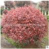 基地直銷工程綠化苗 紅葉石楠小苗 庭院種植石楠球 紅葉石楠苗