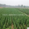 直銷園林綠化工程苗 檜柏小苗 規格全 四季常青 檜柏樹苗量大從優