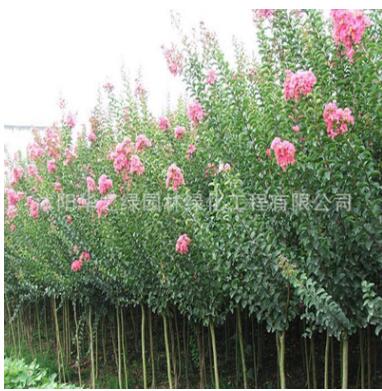 基地供應園林觀花植物紫薇小木紅花紫薇 紫薇樹木 規格全工程綠化