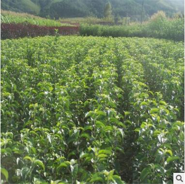 批發多品種蘋果樹苗 蘋果樹苗價格便宜