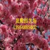 直銷 規(guī)格 齊全碧桃樹 優(yōu)質(zhì)工程綠化 碧桃樹