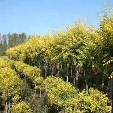 基地直銷金葉榆 園林綠化金葉榆樹苗批發