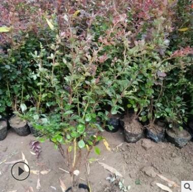 大量供應行道綠化用紅葉小檗 南北方種植紅葉小檗