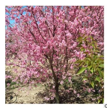 現場看苗起苗風景綠化易栽培易管理