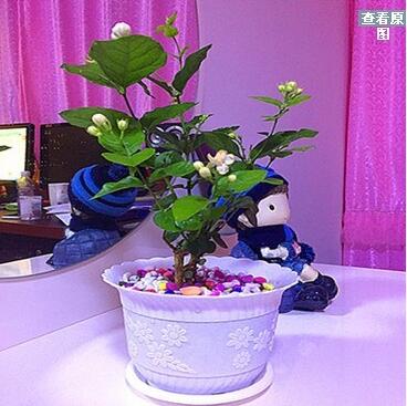 盆栽花卉 好一朵美麗的茉莉花盆栽苗 白色茉莉花 芳香四溢多規格