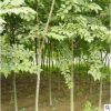 工程綠化苗木批發 樸樹小苗 園林綠化苗木 樸樹