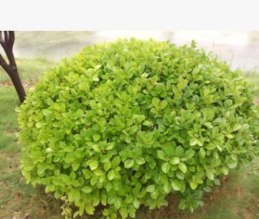 常青樹冬青小苗 專業(yè)綠化苗株高20-200冬青球 道路綠化用冬青苗