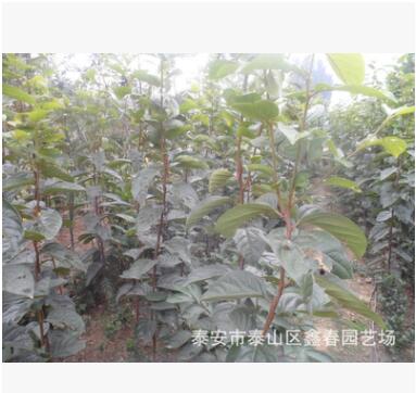 甜柿子樹(shù)、南方種植柿子樹(shù)、北方種植柿子樹(shù)