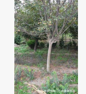 百日紅3-15公分紫薇樹、百日紅樹