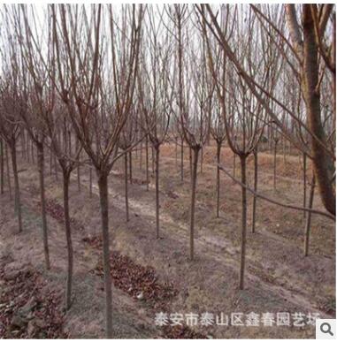 優(yōu)質(zhì)綠化樹苗 觀賞類綠化樹 各種規(guī)格櫻花樹 大量批發(fā)3公分櫻花