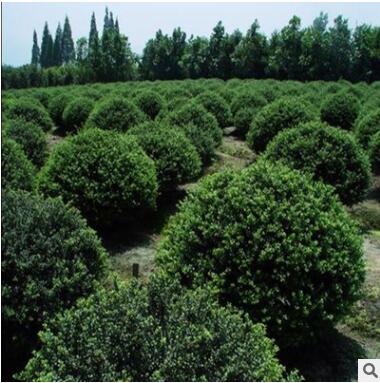 基地直銷冬青樹苗 3-20公分冬青樹苗 常青樹 優(yōu)質(zhì)冬青苗