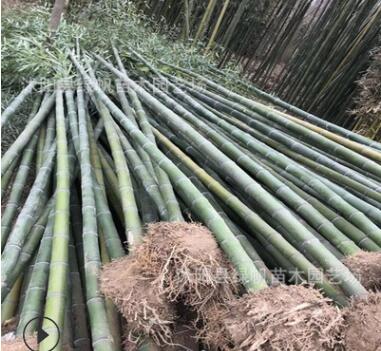 批發(fā) 紫竹 青竹 毛竹 四季常青 黃竹子 竹竿