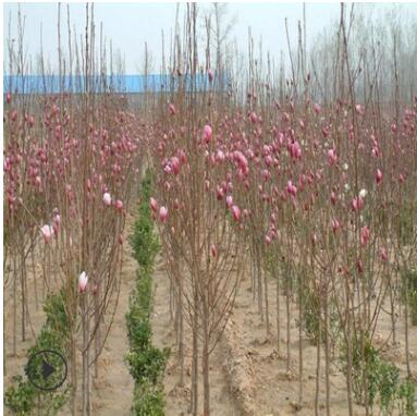 直銷綠化工程 嫁接 紫玉蘭 白玉蘭 玉蘭小苗 苗圃苗