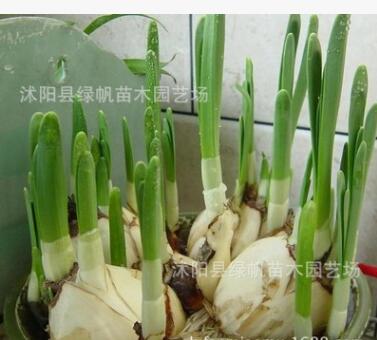 基地直銷(xiāo)優(yōu)質(zhì)室內(nèi)盆栽水仙花種球 量大從優(yōu)