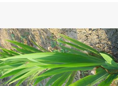 鳶尾 黃花鳶尾 藍花鳶尾 湖南鳶尾