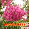 速生紫薇價格 紅花紫薇苗 紫薇苗批發 紅火箭紫薇小苗規格齊全