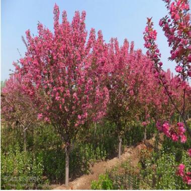 苗圃銷售海棠苗 嫁接海棠樹苗 山東海棠苗工程綠化樹苗量大優惠