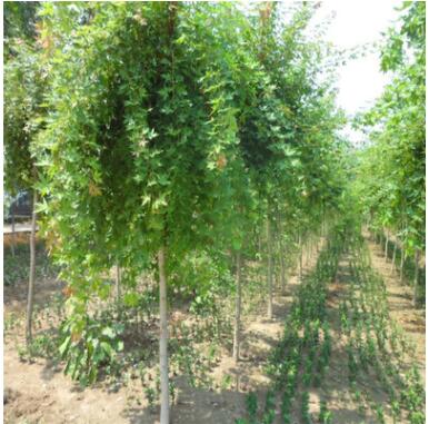 苗圃供應(yīng)五角楓樹苗城市綠化五角楓小苗批發(fā)山東五角楓基地