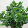 盆栽梔子花苗 室內芳香綠植 小葉牡丹梔子花苗 香味獨特花型好