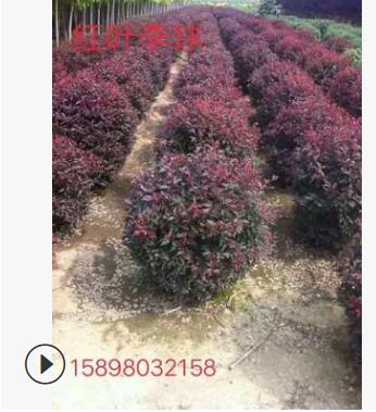 遼寧精品紅葉李球 紅葉李綠籬苗 紅葉李營養杯苗 紅葉李小苗