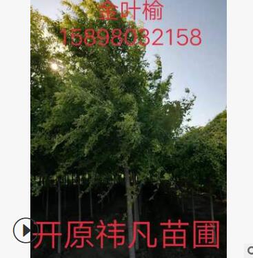 產地直銷 單桿金葉榆 金葉榆造型樹 樹形優美 小區綠化
