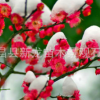 紅梅樹 紅梅樹苗 冬季開花 花香四溢 造型古樸