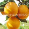 紐荷爾臍橙苗批發 宜昌臍橙 種植果樹苗 無病蟲害 產量極高