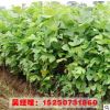 供應綠化工程苗木 馬褂木小苗 鵝掌楸 25公分 規格齊全 行道樹苗