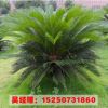 批發(fā)四季常青 蘇鐵小苗 又名鐵樹苗 可盆栽 園林綠化苗木量大優(yōu)惠