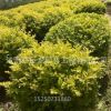 江蘇綠化工程庭院植物 金葉女貞苗 金葉女貞球彩色綠化苗木批發
