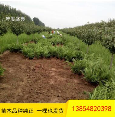 批發(fā)龍柏 工程道路綠化用 常青地栽龍柏樹 低價(jià)出售