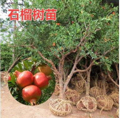 無籽石榴苗突尼斯軟籽石榴樹苗黒籽石榴樹果樹南北方種植當年結果