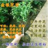 金銀花苗盆栽攀援爬藤植物陽臺庭院耐寒花卉盆景樹苗四季常青苗木