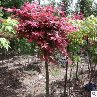 紅楓樹日本紅楓中國四季紅楓庭院工程綠化紅舞姬盆栽地栽風景樹