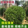 福建非洲茉莉球批發 綠化工程專用灰莉球苗