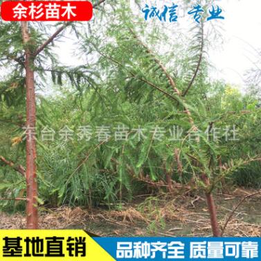 批發供應水杉 行道樹景觀樹園林綠化小苗 基地批發 四季常青