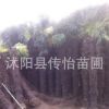 批發供應綠化苗 棕櫚樹苗 大型綠化苗 園林綠化