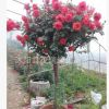 庭院盆栽月季樹狀月季苗直銷 樹樁月季樹盆栽高桿多色5年苗