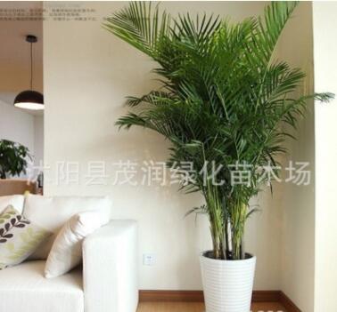 高檔觀葉植物室內大型綠植 散尾葵盆栽客廳辦公室鳳尾竹凈化空氣