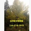 工程綠化樹 銀杏小樹 銀杏樹 規格齊全占地好白果