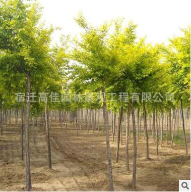 金枝槐批發 黃金槐 黃槐 槐樹 金枝國槐 綠化工程