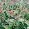 廠家批發供應綠植物室內室外盆栽苗木赤丹茶花樹香茶花苗盆景花卉