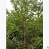 銀杏樹，可直接用于綠化 專業培育批發種苗園林裝飾植物擺件