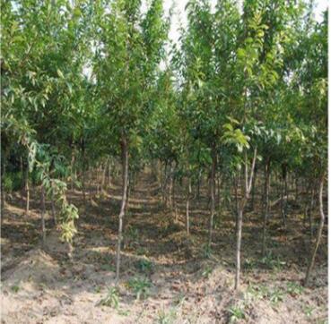 批發軟籽石榴 基地現挖新鮮發貨量大優惠品種多樣石榴樹